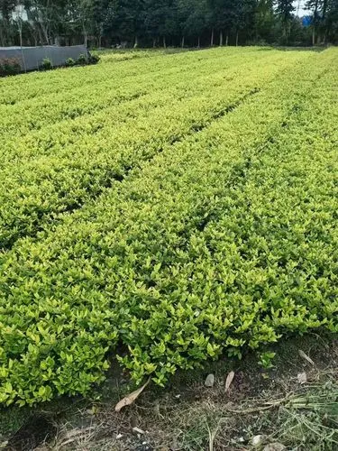 泉州通源街绿化工程