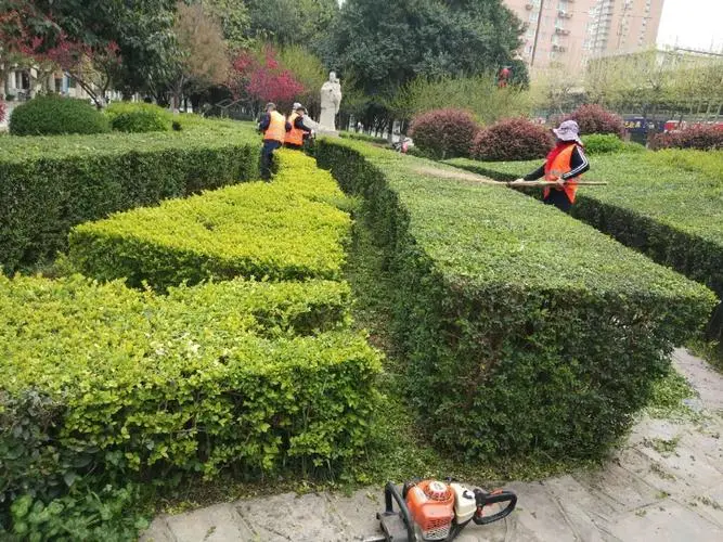 栾城球场草坪及绿化工程